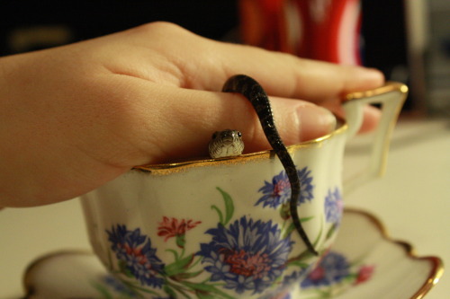 crisscrosscutout:  Watersnake Tea Party. (Tea was cold-brewed Lady Grey steeped for 30 seconds). 