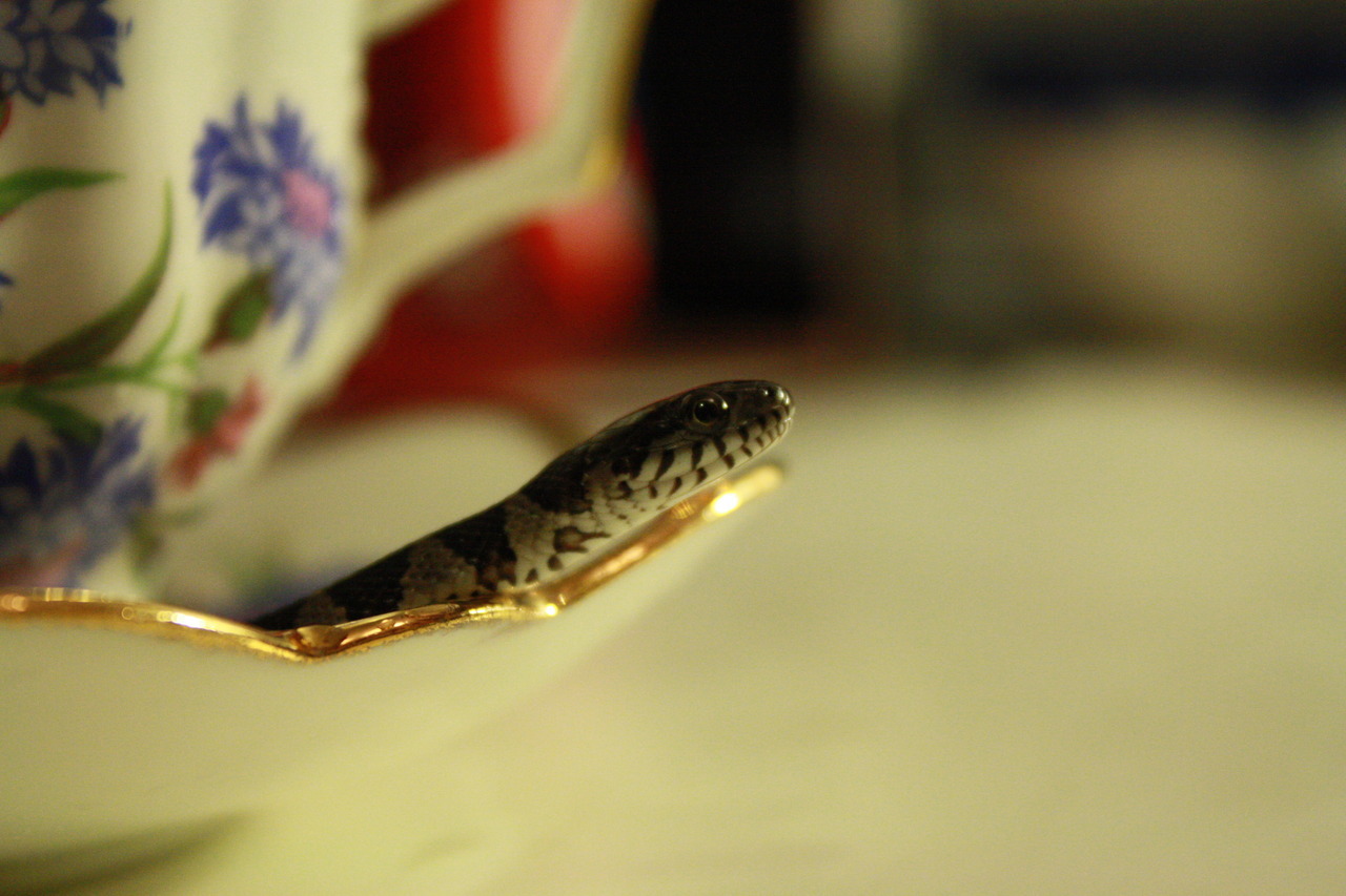 crisscrosscutout:  Watersnake Tea Party. (Tea was cold-brewed Lady Grey steeped for