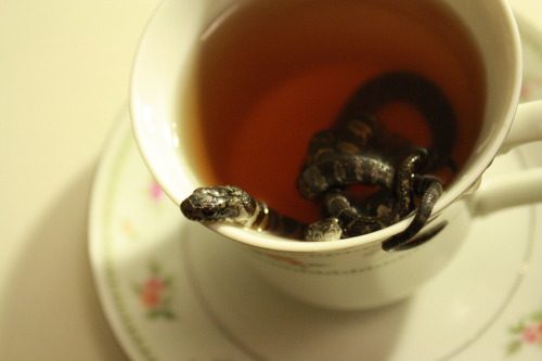 crisscrosscutout:  Watersnake Tea Party. (Tea was cold-brewed Lady Grey steeped for 30 seconds). 