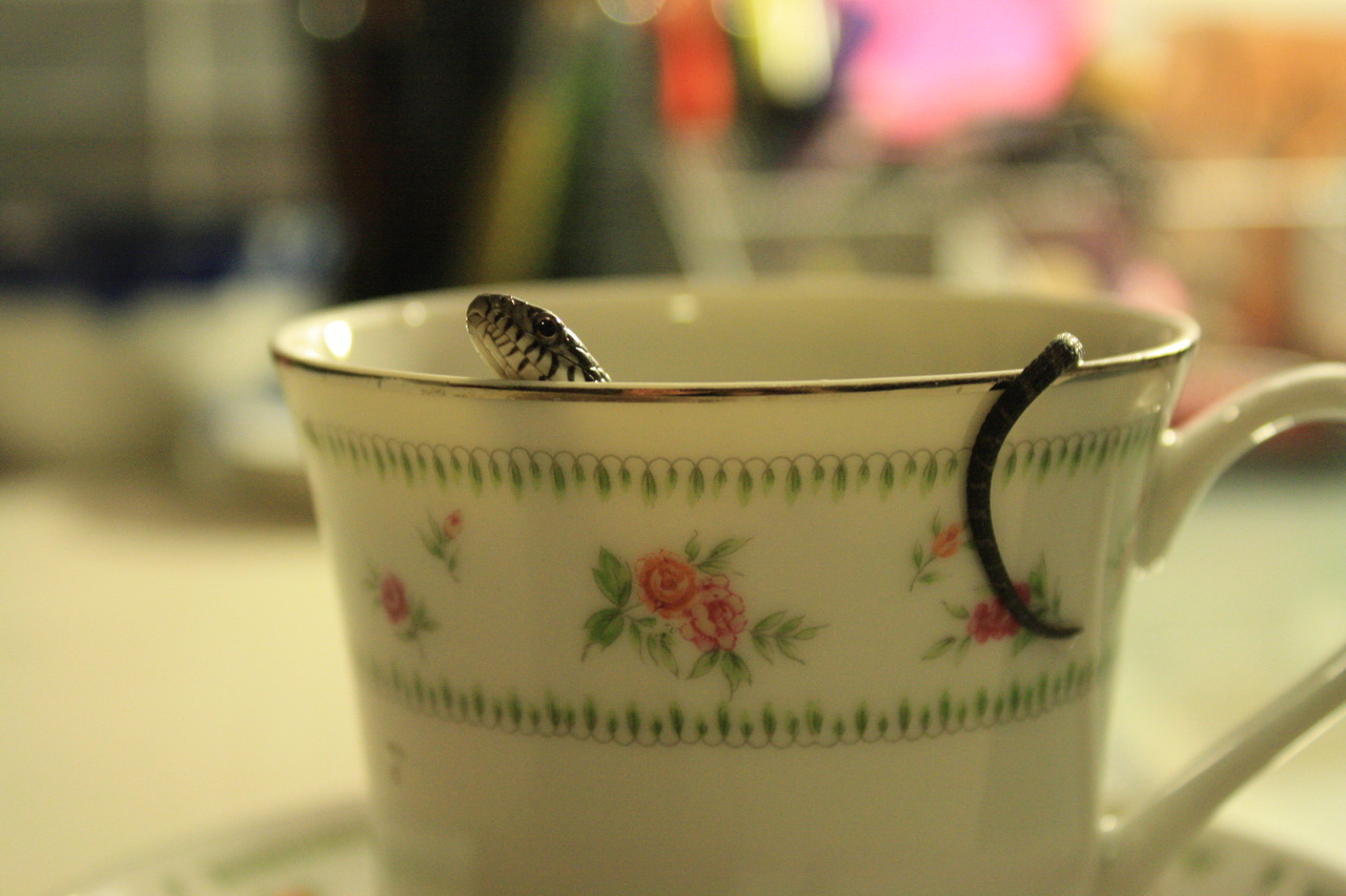 crisscrosscutout:  Watersnake Tea Party. (Tea was cold-brewed Lady Grey steeped for
