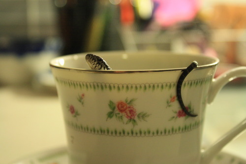 crisscrosscutout:  Watersnake Tea Party. (Tea was cold-brewed Lady Grey steeped for 30 seconds). 
