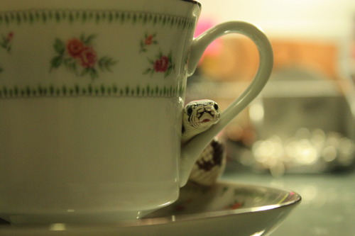 batmanandbobbin-for-apples:milodrums:crisscrosscutout:Teacups and Trance.(Tea was cold-brewed Lady G
