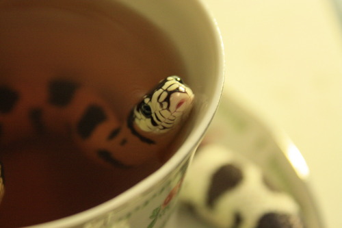 milodrums:  crisscrosscutout:  Teacups and Trance. (Tea was cold-brewed Lady Grey steeped for 30 seconds).  omfg this little wee snake likes tea? Sob 