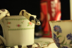 milodrums:  crisscrosscutout:  Teacups and Trance. (Tea was cold-brewed Lady Grey steeped for 30 seconds).  omfg this little wee snake likes tea? Sob 