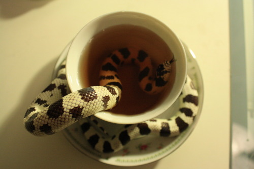 milodrums:  crisscrosscutout:  Teacups and Trance. (Tea was cold-brewed Lady Grey steeped for 30 seconds).  omfg this little wee snake likes tea? Sob 