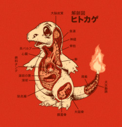 Deviantart:  Pokemon Anatomy By Ryan Mauskopf (*Rye-Bread)  For A More Anatomically