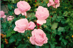 t0rpe:  roses by HyronVertigo 