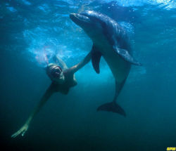 awesomenudist:  Swimming with dolphins would be so fun!