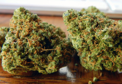 caliweeed420:  Green Crack 