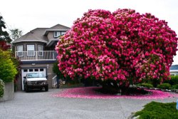chocolatejigglypuff:  negritaaa:  coldeyesthatburn:  callherhoney:  lamod-e:  o my god  It’s pretty.  Image cleaning that shit up in the fall doe  I used to have a tree like this in front of my house. Before we cut it down, the petals would just blow