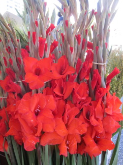 tomflowerman:  Red Gladiolus 