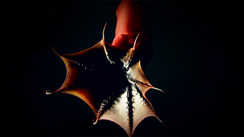 opticoverload:  Creatures of The Deep 