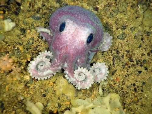 queensimia:archiemcphee:This tentacular little cutie might just be a brand new species of octopus. H