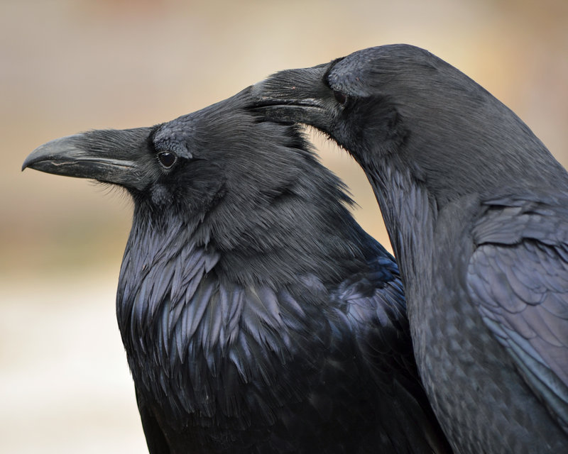  Head Itch by ~Canislupuscorax 