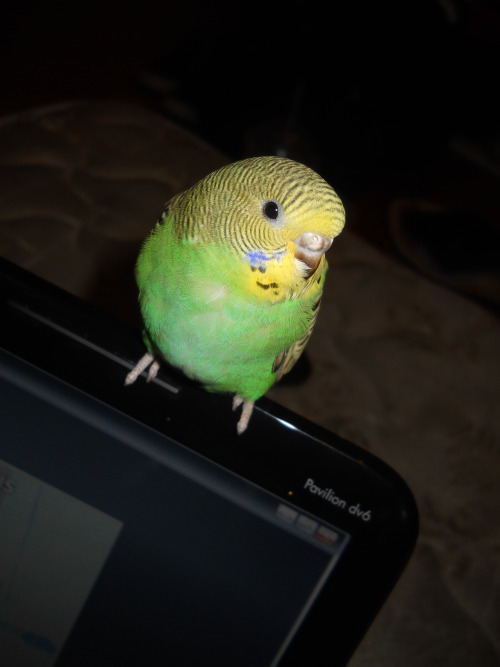 missfreakdisaster:  This is my new baby. Still to young to know if its a boy or a girl but the name is Teal♥