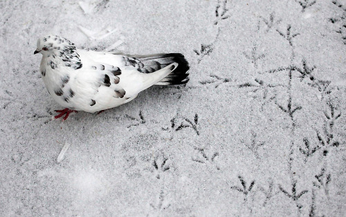fuckyeahpigeon:  A pigeon leaves trails on snow covered ground outside Russia’s Siberian city of Krasnoyarsk on Oct. 11, 2012. 