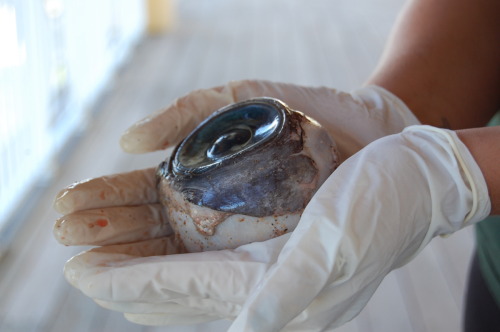 lolsofunny: Giant eyeball washes up on Florida beach. THERE IS A CYCLOPS IN THE SEA WHO TOLD ME HE 