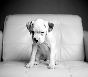 Vuelta Y Giro Boxer Bebe Albino