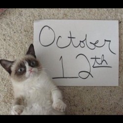 knowyourmeme:  We love you, Grumpy Cat! tardthegrumpycat:  The Daily Grump | October 12, 2012 - hoping Tardar Sauce is the only grumpy part of your day! (Taken with Instagram)  