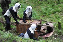 rhamphotheca:  Panda Cosplay and Conservation These costumes were worn by staff at a nature reserve in China to release two year old panda cub Tao Tao. They wear these disguises to prevent the cub becoming habituated to humans, and to convince him to