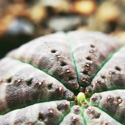 Euphorbia obesa, or, Aloysius the dioecious baseball plant. #plantmadness (Taken with Instagram)