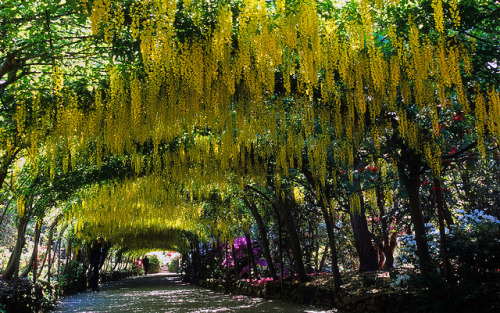 Laburnum arch in full bloom at Bodnant Gardens, Conwy, Wales (by ukgardenphotos).