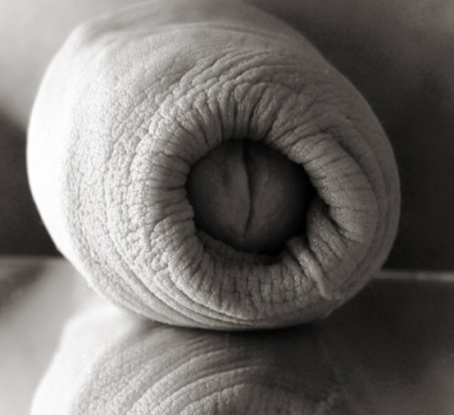 choppedwheatfields: thedarksideofmyphotography:  Nice detail shot!  I grew up always wondering what 