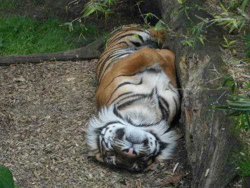 coastalpalms:  sleeping tiger from Auckland adult photos