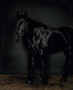 museumuesum:  Sarah Jones Horse (profile) (black) (I), 2010c-type print152 x 122 cm The Rose Gardens (display: II) (III), 2007c-type print152 x 122 cm