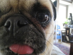 fortheloveofpug:  Sophie (aka Snarfie) 