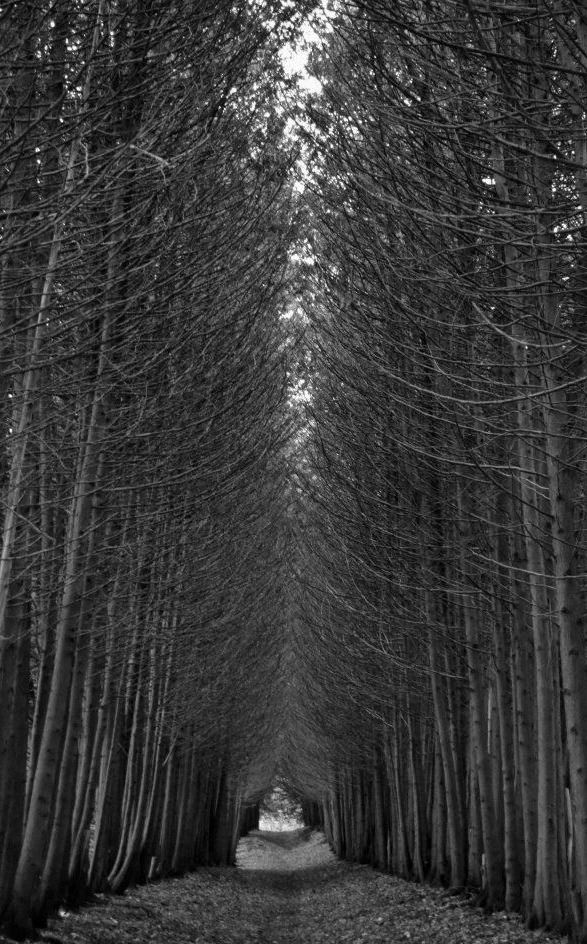 dreamliza:  Witches’ Path by Elizabeth Dreamer Photography   drsnglr
