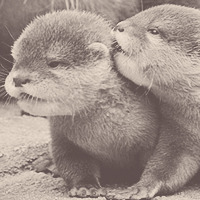 scarecrowscreams:    baby otters ^-^   