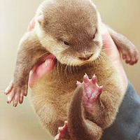 scarecrowscreams:    baby otters ^-^   