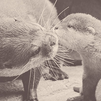 scarecrowscreams:    baby otters ^-^   