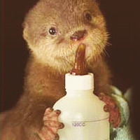 scarecrowscreams:    baby otters ^-^   