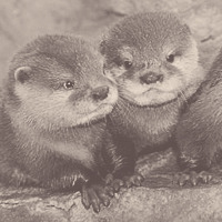 scarecrowscreams:    baby otters ^-^   