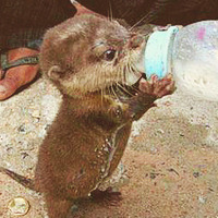 scarecrowscreams:    baby otters ^-^   