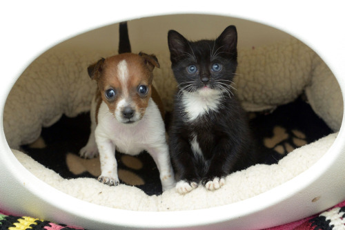 chocoboco:  foryouispookify:  gingery-gal:  gingerish–gal: A Rejected Puppy And An Abandoned Kitten Adopt Each Other. Buttons the puppy was the runt of the litter and was rejected by her mother, but at Battersea Cats and Dogs Home, he found someone