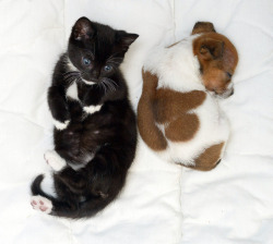 spectralandblueonline:  archer-and-anders:  bioticbootyshaker:  gingery-gal:   A Rejected Puppy And An Abandoned Kitten Adopt Each Other. Buttons the puppy was the runt of the litter and was rejected by her mother, but at Battersea Cats and Dogs Home,