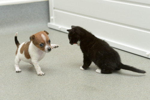 chocoboco:  foryouispookify:  gingery-gal:  gingerish–gal: A Rejected Puppy And An Abandoned Kitten Adopt Each Other. Buttons the puppy was the runt of the litter and was rejected by her mother, but at Battersea Cats and Dogs Home, he found someone