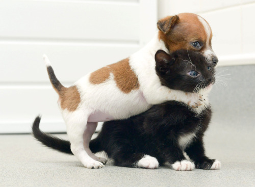 chocoboco:  foryouispookify:  gingery-gal:  gingerish–gal: A Rejected Puppy And An Abandoned Kitten Adopt Each Other. Buttons the puppy was the runt of the litter and was rejected by her mother, but at Battersea Cats and Dogs Home, he found someone