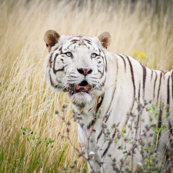 animals-plus-nature:  Big Cats-11.jpg by revpdwilson on Flickr.