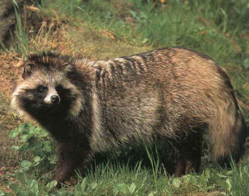 eximago:The tanuki or raccoon dog (Nyctereutes procyonoides) is a species of Canid native to Ea