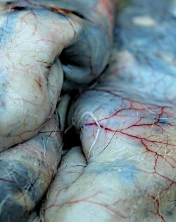 its-infectious:  Current photography project - the inside of rabbit skin 