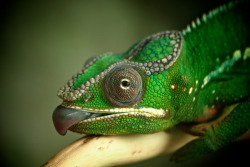 samaralex:  Panther Chameleon by John Purchase