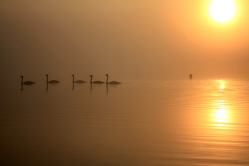 Swans in the Mist