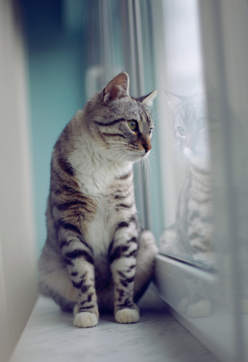 catroom:photogenicfelines:(Levenkova)