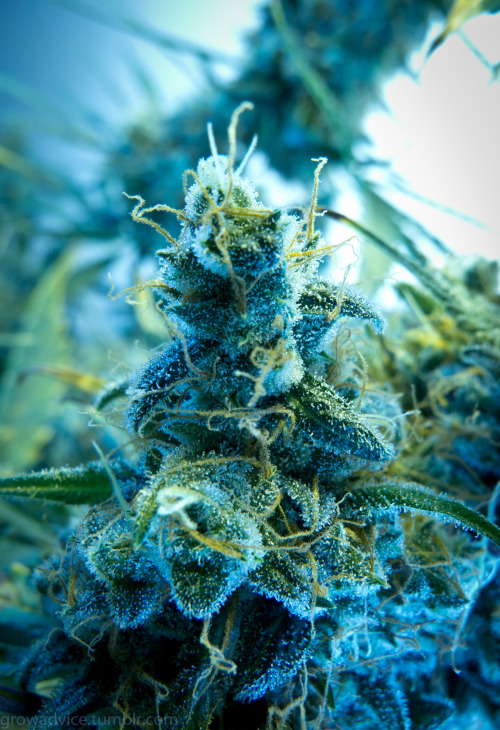 oraclebabe:  beautiful blue mermaid plant (aka me) 