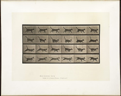 oldtimeycats:  Eadweard Muybridge, from Animal locomotion: an electro-photographic investigation of consecutive phases of animal movements, 1872-1885.  Source: Boston Public Library on Flickr. 