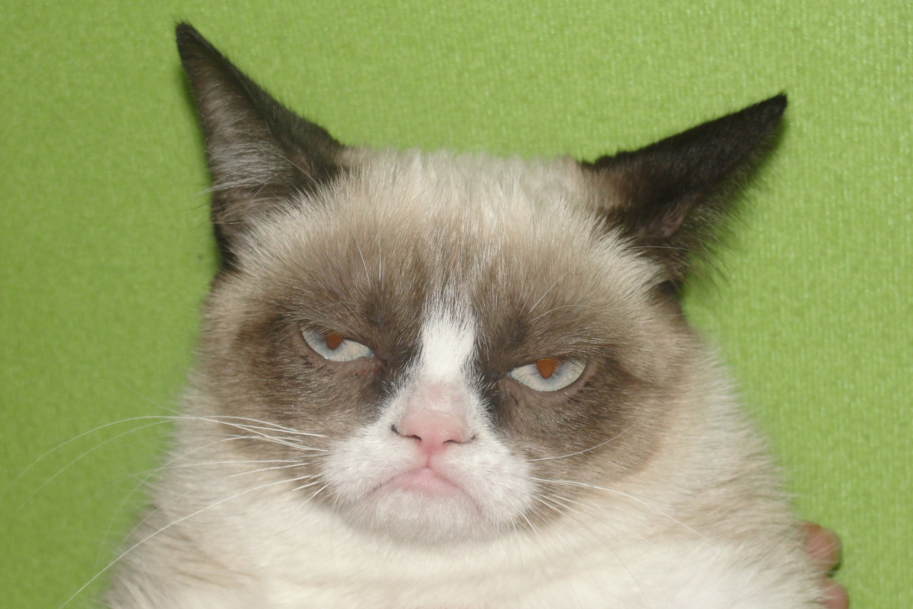 Grumpy Cats Mug Shot